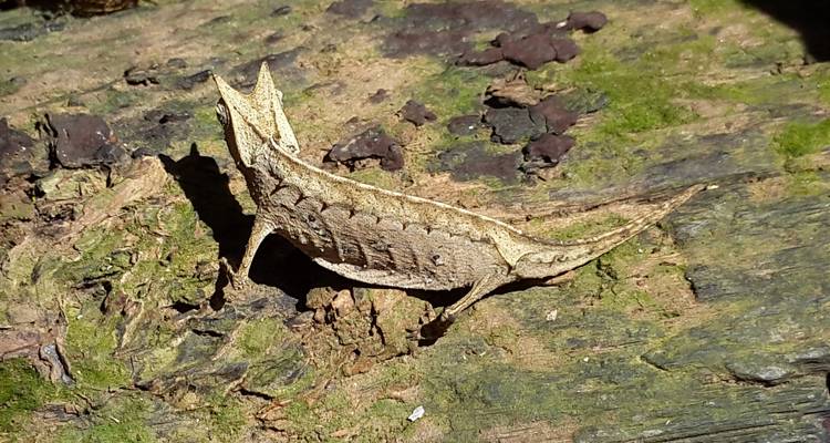 Insecte imitant une feuille sur un arbre.