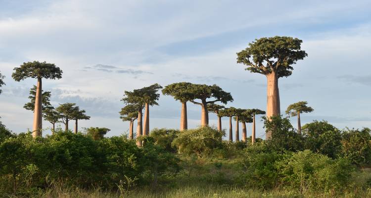 Baobabs sous un ciel dégagé.