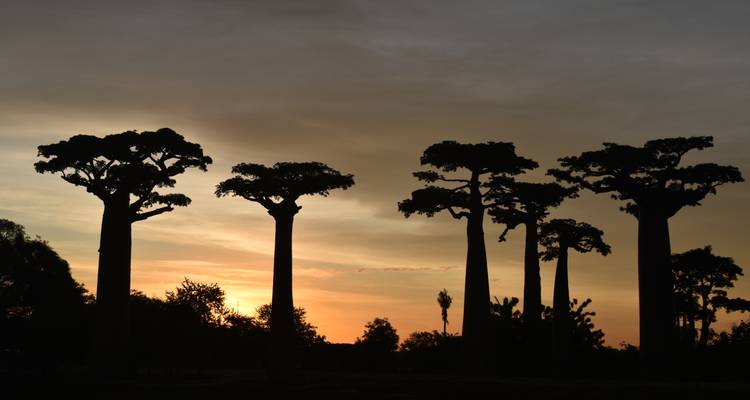 Silhouette de baobabs au coucher du soleil.