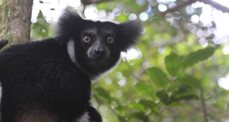 Gros plan d'un lémurien dans les arbres.