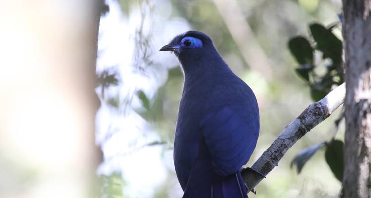 Oiseau bleu perché sur une branche.
