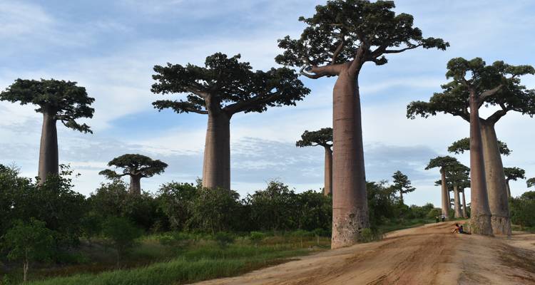Sentier de terre bordé de baobabs massifs.