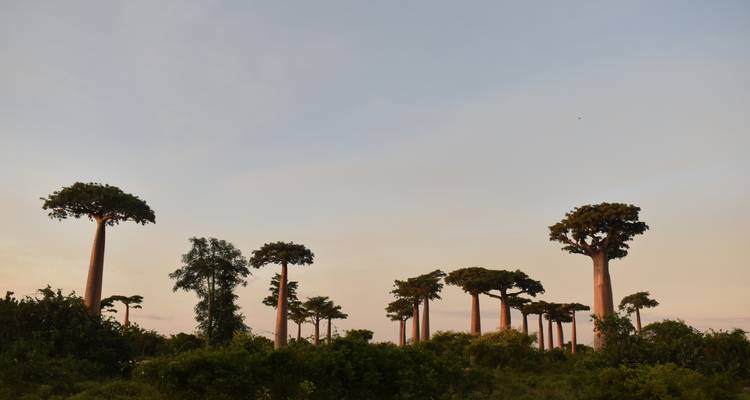 Des baobabs contre un ciel doux.