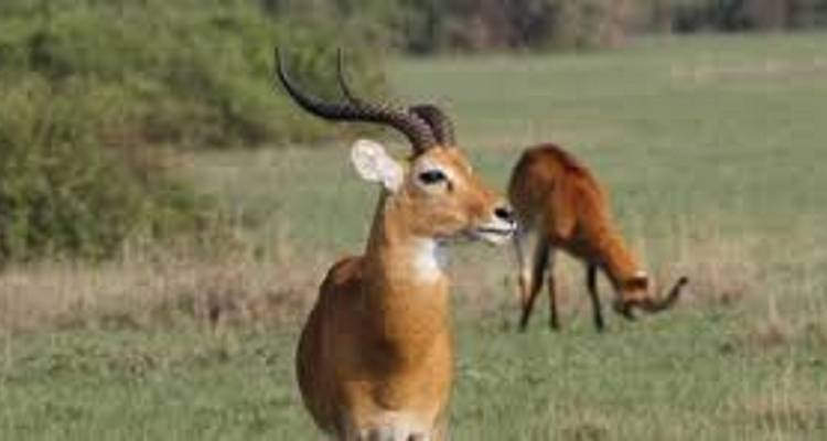 5 DAYS WILDLIFE AND GORILLA TRACKING SAFARI - Prime Tours and Adventure 2
