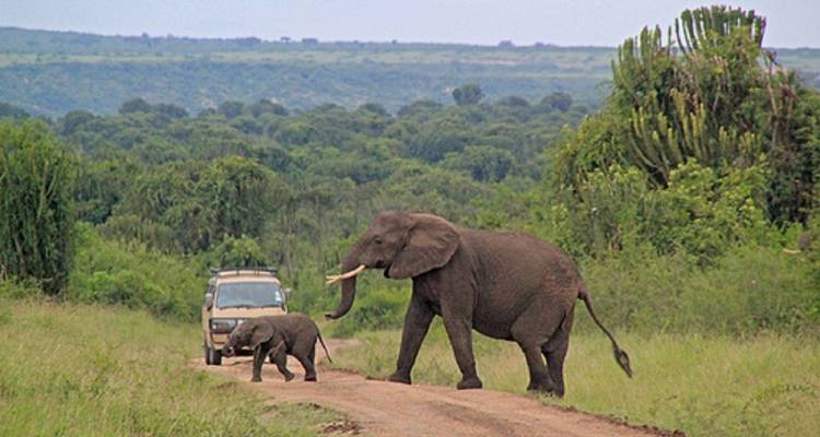 5 DAYS WILDLIFE AND GORILLA TRACKING SAFARI - Prime Tours and Adventure 3