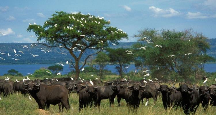 5 DAYS WILDLIFE AND GORILLA TRACKING SAFARI - Prime Tours and Adventure 4
