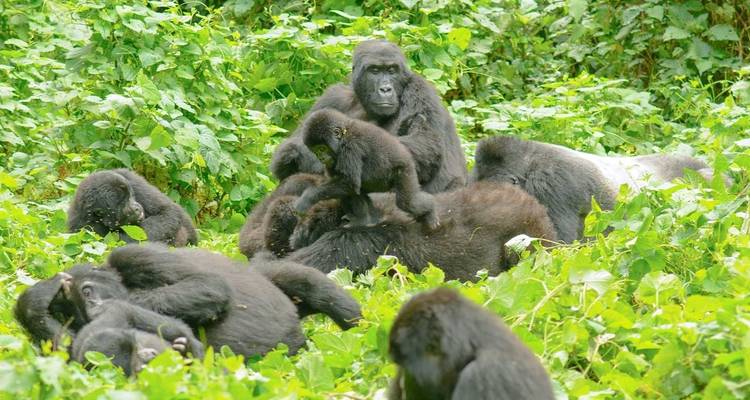 5 DAYS WILDLIFE AND GORILLA TRACKING SAFARI - Prime Tours and Adventure 7