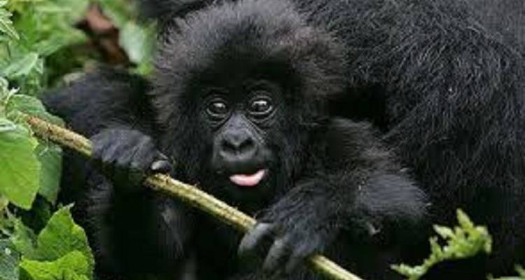 5 DAYS WILDLIFE AND GORILLA TRACKING SAFARI - Prime Tours and Adventure 10
