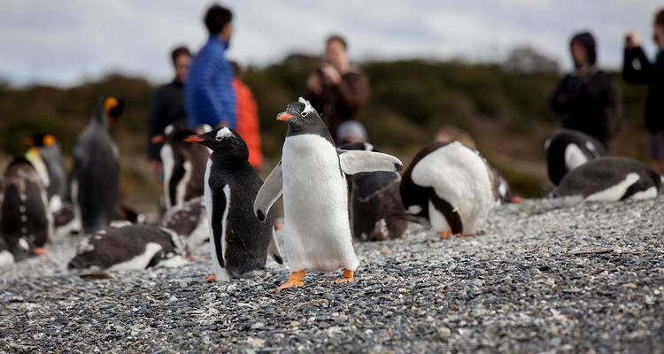 Aventura familiar en la Patagonia: Pingüinos y Glaciares - Say Hueque Argentina & Chile Journeys 6