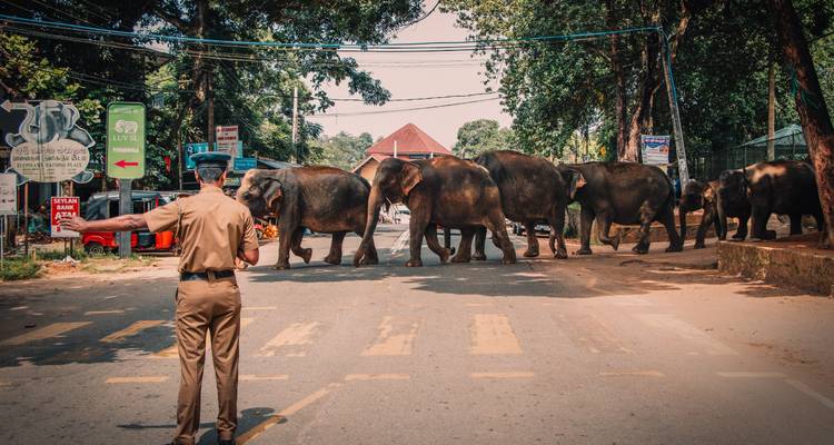 4 Days Tour In Sri Lanka - Holiday Lanka Tours 1