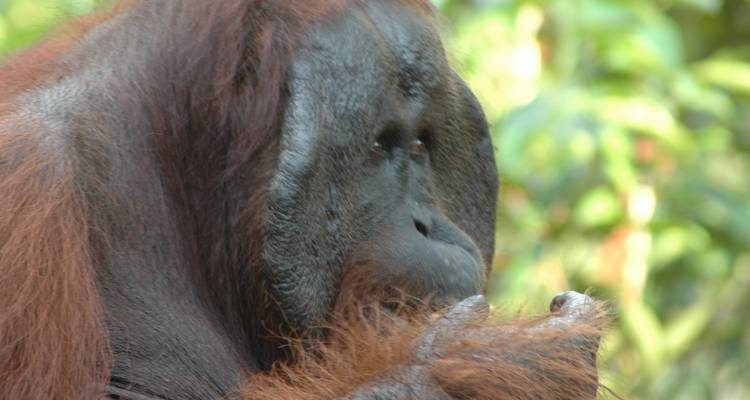 Grandes criaturas orangutanes y dragones - No Roads Expeditions 7