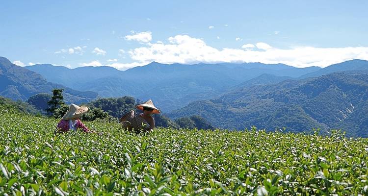 People wearing straw hats harvesting tea leaves in a field with mountains in the background.