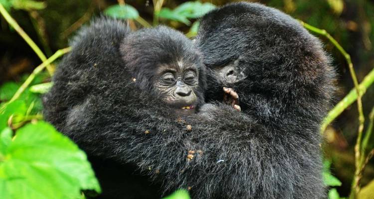 Safari de 14 días por gorilas, Caza y Masai Mara - Primate World Safaris (U) Ltd 2