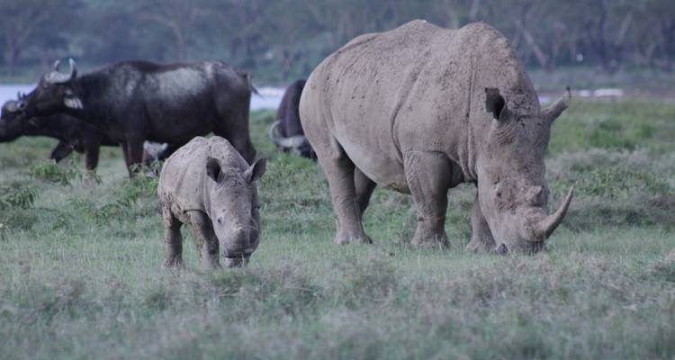 Safari de 14 días por gorilas, Caza y Masai Mara - Primate World Safaris (U) Ltd 10