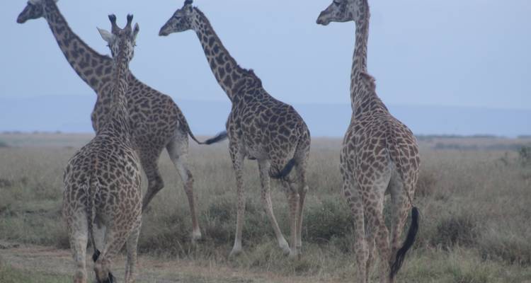 Safari de 14 días por gorilas, Caza y Masai Mara - Primate World Safaris (U) Ltd 3