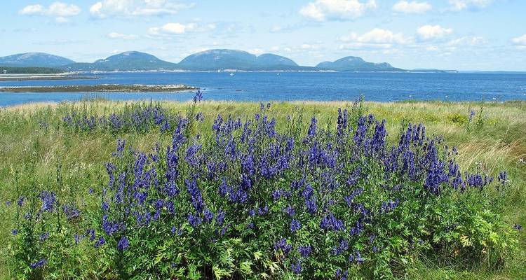 Field with purple flowers overlooking mountains and sea.