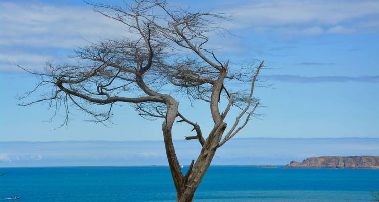 Lone tree with a blue ocean background.
