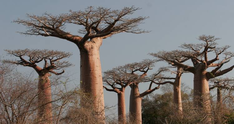 Madagascar South  in the 4 corners - Green Island Discovery 6