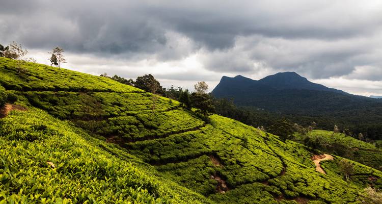 Sri Lanka 6 Days Itinerary - Holiday Lanka Tours 3