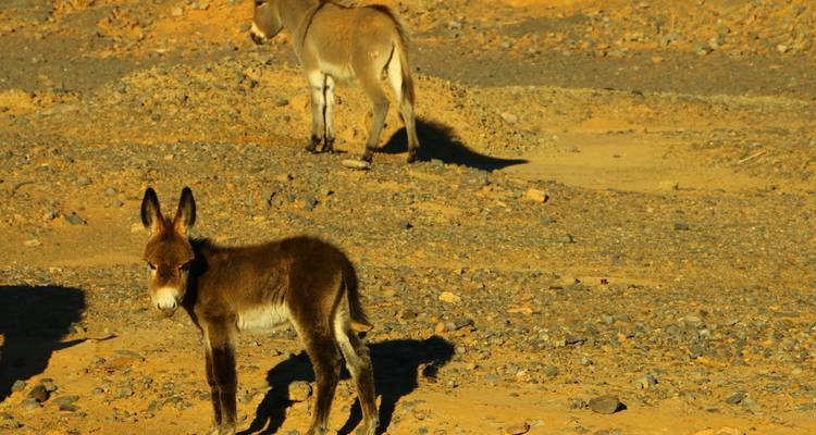 3-Days-Tour from Marrakech to Fes with Merzouga Desert  Dunes (Luxury camp / Private Tour) - Explore Morocco Travel 2