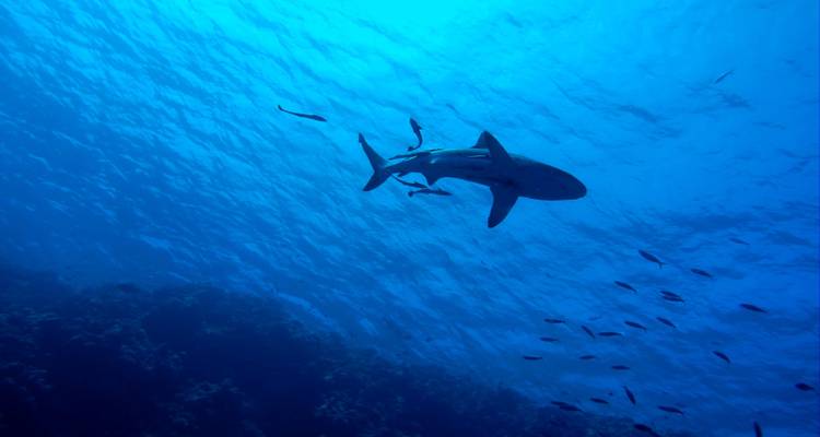 Tropical Reef and Rainforest (Short Break) - AAT Kings 6