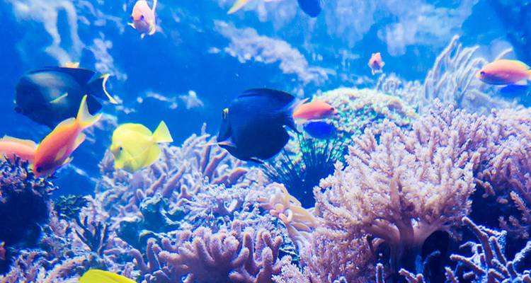 Los coloridos peces de arrecife nadan alrededor de corales vibrantes en aguas azules cristalinas en la Gran Barrera de Coral.