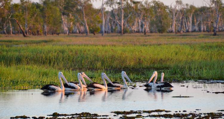 Kakadu and Tiwi Island Explorer (Short Break) - AAT Kings 6