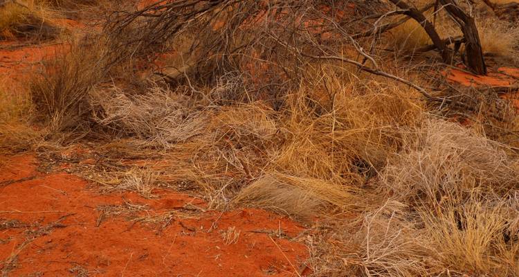 Lo mejor de Uluru y Kata Tjuta - Escapada, 2 días - AAT Kings 4