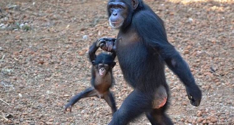 Schimpanse läuft mit seinem Baby.