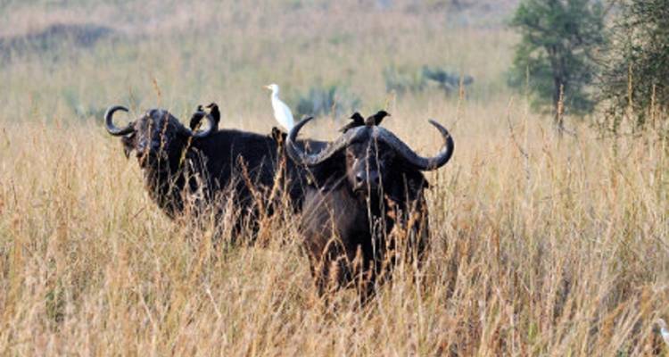 Kaffernbüffel mit einem Vogel auf einer grasbewachsenen Ebene.