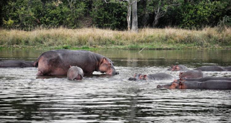 Nilpferde in einem Fluss, umgeben von Grün.