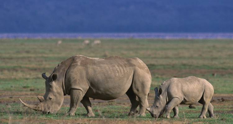 3 days Murchison Falls Wildlife Safari - Primate World Safaris (U) Ltd 1