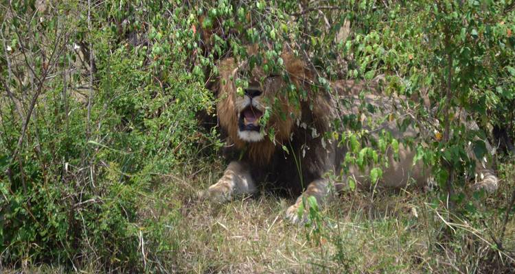3 days Murchison Falls Wildlife Safari - Primate World Safaris (U) Ltd 2