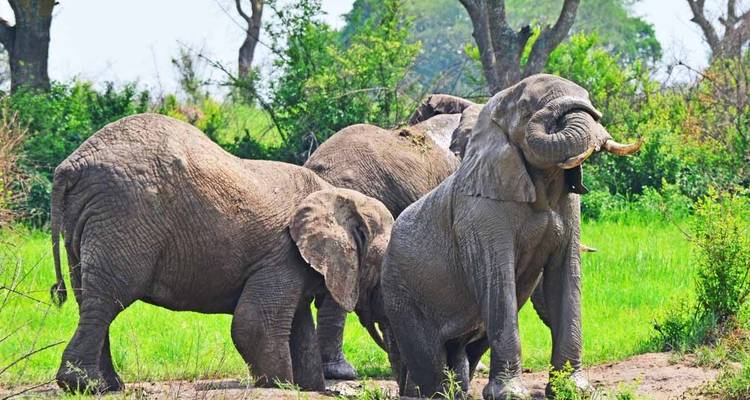 3 days Murchison Falls Wildlife Safari - Primate World Safaris (U) Ltd 3