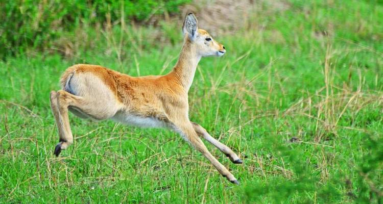 3 days Murchison Falls Wildlife Safari - Primate World Safaris (U) Ltd 6