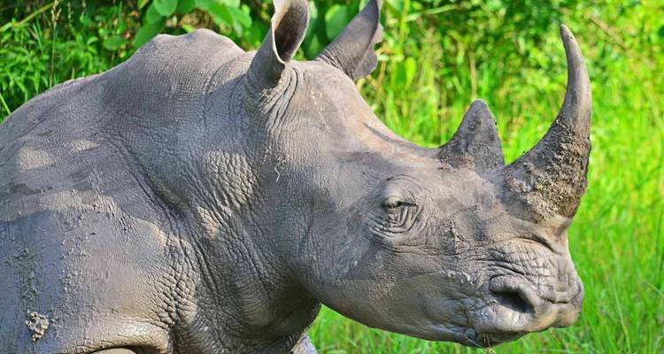 3 days Murchison Falls Wildlife Safari - Primate World Safaris (U) Ltd 7