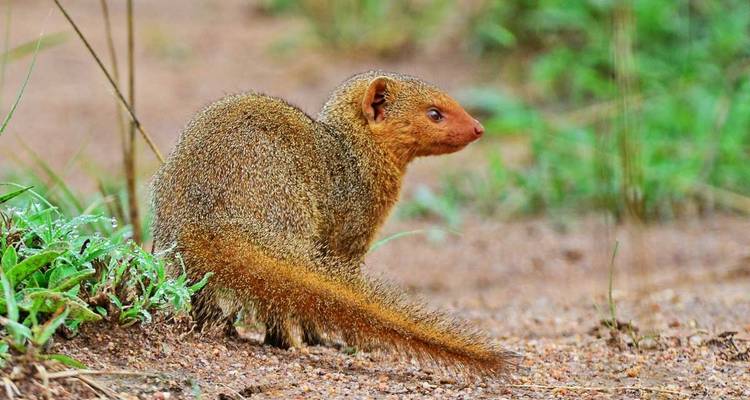 3 days Murchison Falls Wildlife Safari - Primate World Safaris (U) Ltd 10