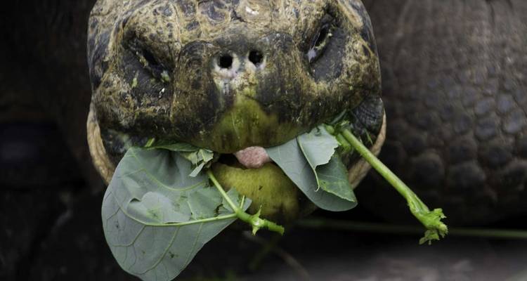 Machu Picchu et Galapagos - Explore! 10