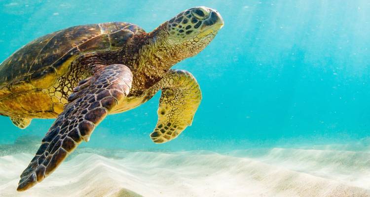 Gros plan d'une gracieuse tortue marine nageant au-dessus d'un fond marin sablonneux dans une eau turquoise cristalline.