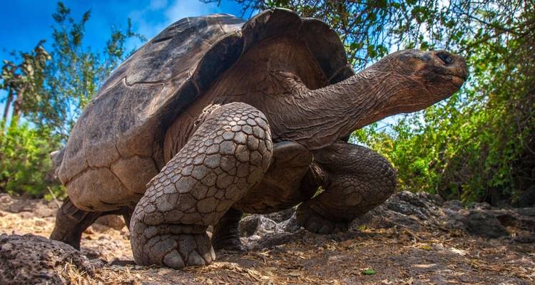 Volcans et Galapagos - Explore! 9