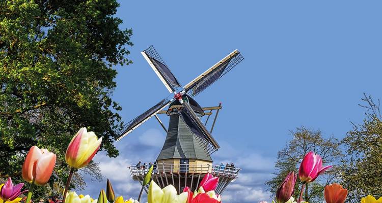 Moulin à vent traditionnel hollandais s'élevant au-dessus de tulipes colorées en fleurs contre un ciel bleu éclatant.