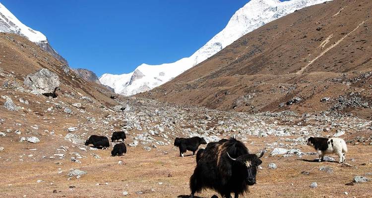 Trekking au camp de base du Makalu - Nepal Lion Tours & Treks Pvt Ltd.  3