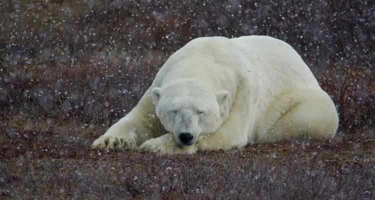 Aventura clásica con osos polares en Churchill - Frontiers North Adventures 1