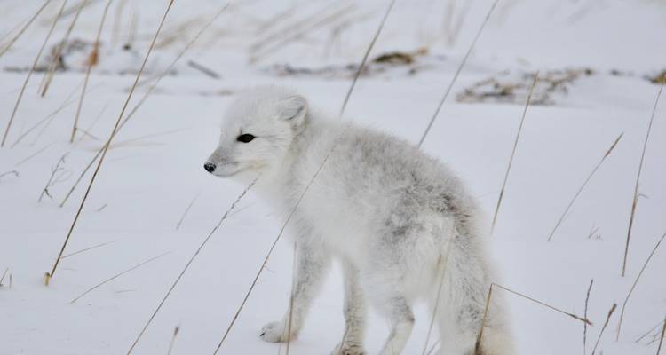 Aventura clásica con osos polares en Churchill - Frontiers North Adventures 6