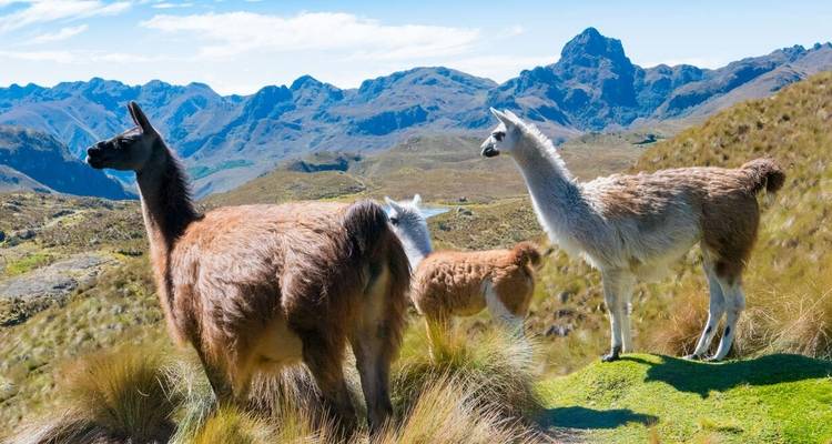 Ecuador - Andes to Amazon - Explore! 7