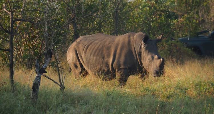 3 Day | Private Safari Tour - Manyeleti Private Game Reserve - Timeline Travel DMC 2