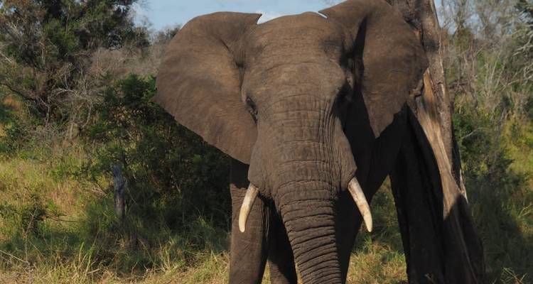 3 Day | Private Safari Tour - Manyeleti Private Game Reserve - Timeline Travel DMC 6