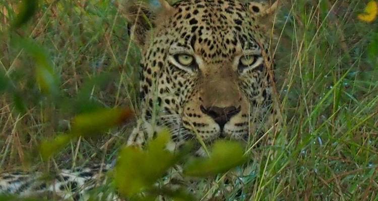 3 Day | Private Safari Tour - Manyeleti Private Game Reserve - Timeline Travel DMC 8