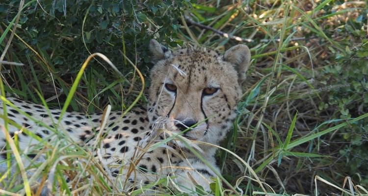 3 Day | Private Safari Tour - Manyeleti Private Game Reserve - Timeline Travel DMC 9