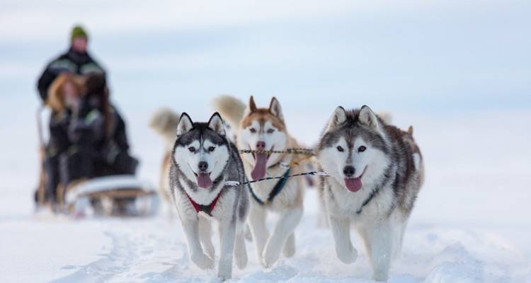 La magie de Noël dans la ville natale du Père Noël - Nordic Unique Travels 1